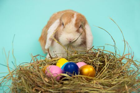 easter bunny and colorful eggs in nest on hay in basket on blue background.の写真素材