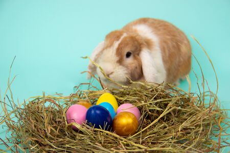 easter bunny and colorful eggs in nest on hay in basket on blue background.の写真素材