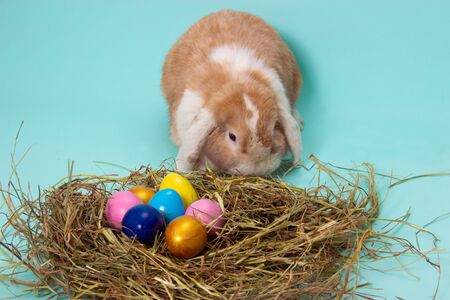 easter bunny and colorful eggs in nest on hay in basket on blue background.の写真素材