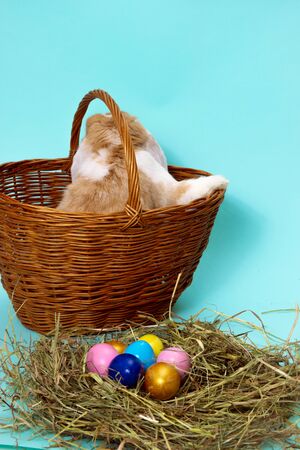 easter bunny and colorful eggs on hay in basket on blue background.の写真素材