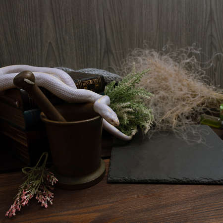 White American royal snake on the background of witchcraft accessories, alchemical instruments and ingredients. Mock up of empty tile dark slate. herbs, mortar, feather and cotton bolls. Halloweenの写真素材
