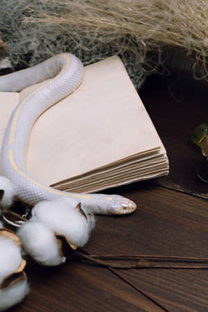 White American royal snake on the background of witchcraft accessories, alchemical instruments and ingredients. Mock up of an open magic book. herbs, mortar, feather and cotton bolls. Halloweenの写真素材