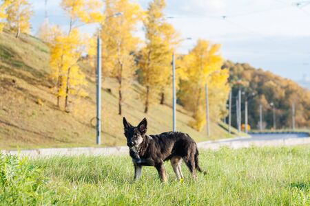 Cute little puppy of the black shephard dog walking in the beautiful autumn city, landscape with the...