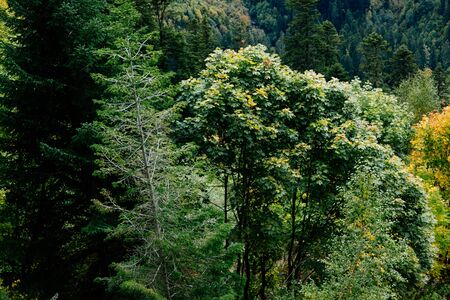 Nature of Dombay in autumn season, colorful yellow and orange trees on the hills of the mountains,...
