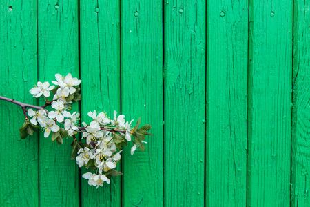 Blossom cherry branch on old rustic green wooden textured background of old barn villageの写真素材