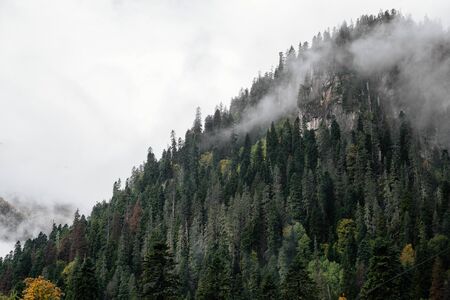 Foggy forest in mountains of Dombay ski resort