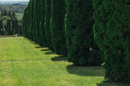Cypress alley in valley of roses in Kislovodsk national park - the biggest park in Europe, summer season, Mineral thermal springs, Caucasus, Russiaの写真素材