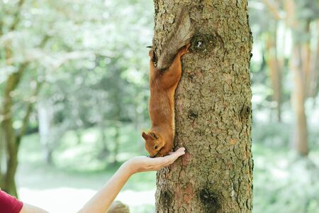 squirrel eats from a woman's hand in in Kislovodsk national park - the biggest park in Europe, Caucasus, Russiaの写真素材