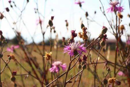 Wild cornflower on the field in summertime, copy space background.の写真素材