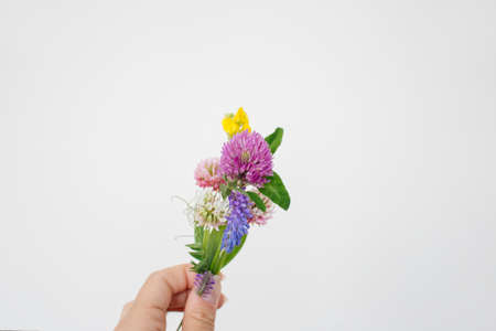 Small bouquet of miniature wildflowers in hand on white background, copyspace for summer designの写真素材