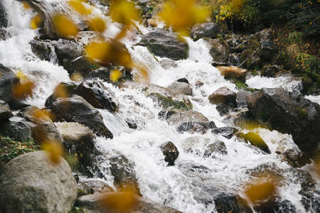 Stream of water of the mountains river in autumn, big black stones through yellow leaves of the treesの写真素材