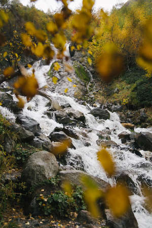 Stream of water of the mountains river in autumn, big black stones through yellow leaves of the treesの写真素材