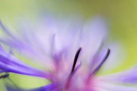 Macro photo of purple cornflower in the summer gardenの写真素材