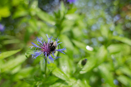 Cornflower in the sunny garden and liittle bee on them, summer green backgroundの写真素材