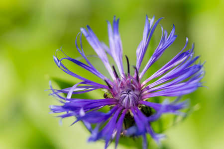 Cornflower in the sunny garden, summer green backgroundの写真素材