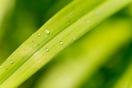 Green leaf with drop of water after rain macro close up photoの写真素材