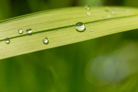 Green leaf with drop of water after rain macro close up photoの写真素材