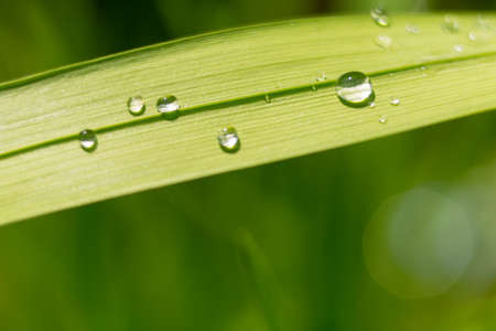 Green leaf with drop of water after rain macro close up photoの写真素材
