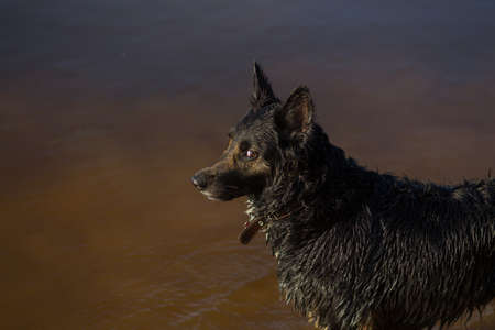 Funny cute black dog standing in water and looking at the cameraの写真素材