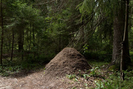 Large ant hill in the forestの写真素材