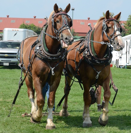 Belgium Horsesのeditorial素材