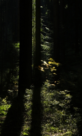 Autumn forestの写真素材