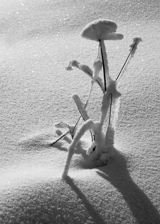 Snow flowerの写真素材