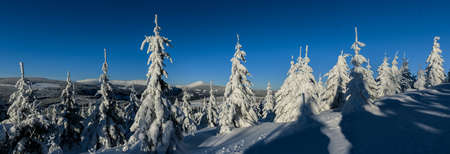 Snow-covered slope overlooking the Krkonose (Giant Mountains), trees bend under the snow, Snezka...