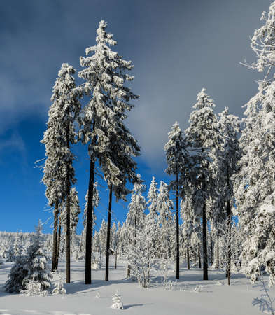 The snow-covered forest region looks optimistic in an interesting light.の写真素材