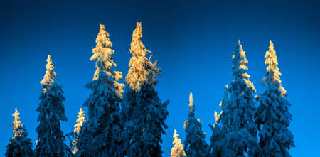 Snow-covered tree tops shine in the evening sunの写真素材