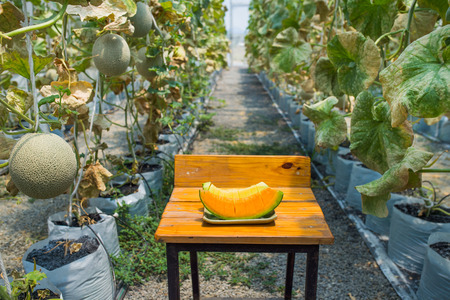 Melon in greenhouse on field agricultureの写真素材