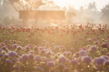 Blurry Flower and natural bokeh for Background.の写真素材