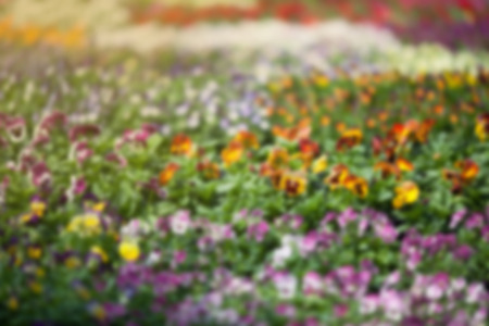 Blurry Flower and natural bokeh for Background.の写真素材