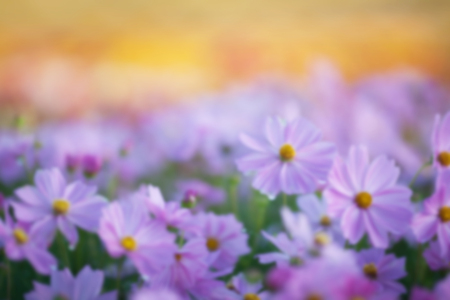 Blurry Flower and natural bokeh for Background.