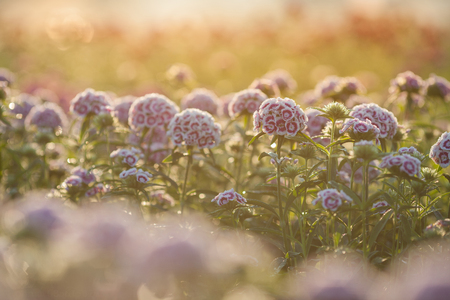 Blurry Flower and natural bokeh for Background.の写真素材