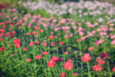 Blurry Flower and natural bokeh for Background.の写真素材