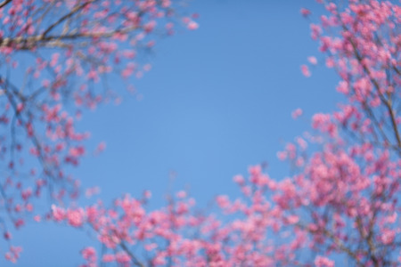 Blurry Blackground Close up branch of pink cherry blossom at khunwang,doi inthanon nationalpark,chiang mai,thailand.の写真素材