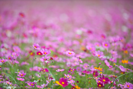 Flower and natural bokeh for Background.の写真素材