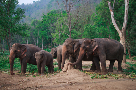 Asia elephants in Chiangmai,Thailand.の写真素材