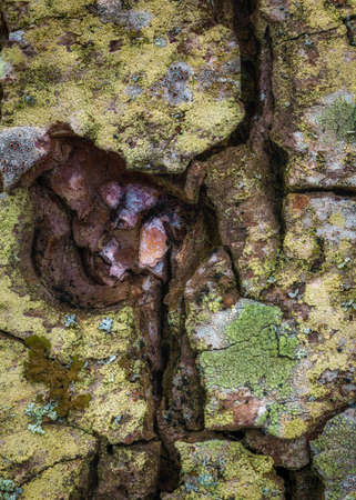 Formation on tree trunk with lichens