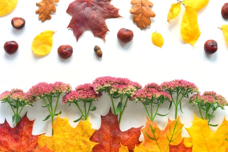 Composition with flowers, chestnuts and autumn leaves. Top view on white background. Autumn flat lay.の写真素材