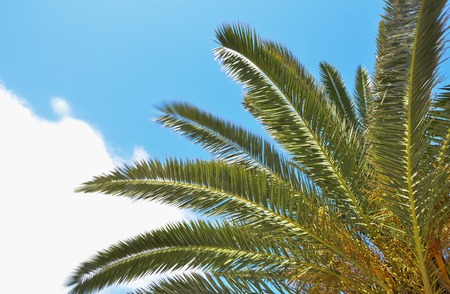 Palm close up on blue sky background. Tropical sunny dayの写真素材