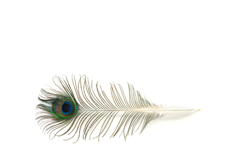 Peacock feather mock up on white backgroundの写真素材