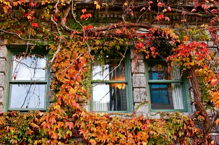 Windows on Old Building Covered in Red Boston Ivyの写真素材