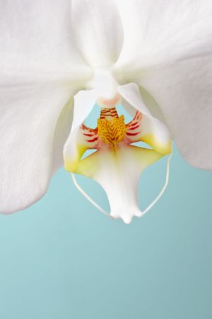 White Phalaenopsis Moth Orchid on Pale Blue Green Backgroundの写真素材
