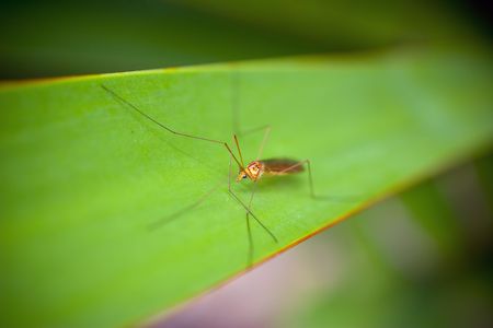 Blue Eyed Bug on Green Leafの写真素材