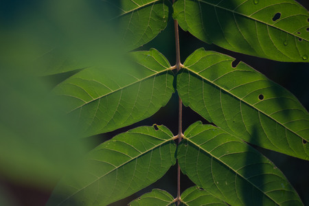 Layered compound leaves in low angled light, showing texture and vein patterns