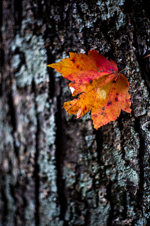 Orange, red, and yellow autumn leaf layered in front of a tree trunk with bark and lichen.の写真素材