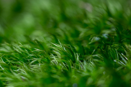 Soft green moss close upの写真素材