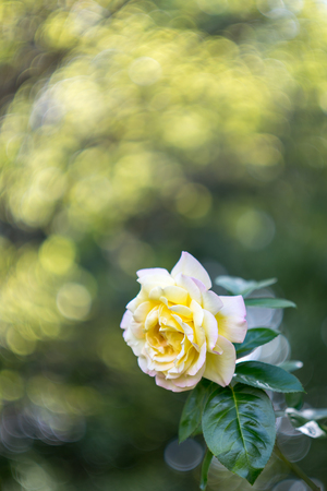 Peach colored rose with green leaves with  dramatic bokeh highlightsの写真素材